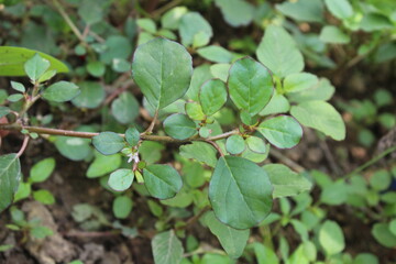 Trianthema portulacastrum, desert horsepurslane, black pigweed or giant pigweed