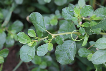 Trianthema portulacastrum, desert horsepurslane, black pigweed or giant pigweed