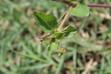 Pigweed Red spiderling or Boerhavia Diffusa