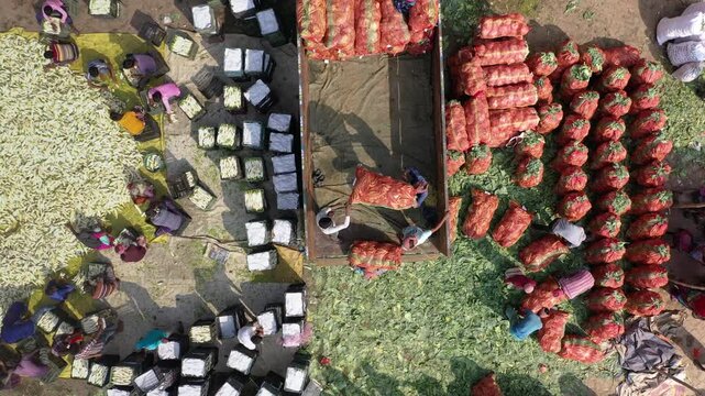 Bogura, Bangladesh - 18 August 2025: Aerial view of crops being loaded onto a truck, with workers and crops creating a vibrant tapestry of textures and colors.