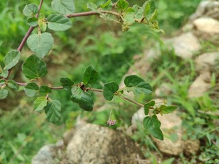 Pigweed Red spiderling or Boerhavia Diffusa