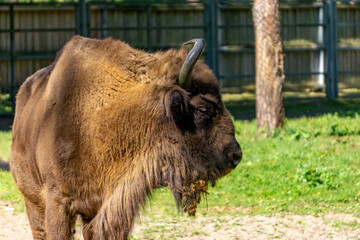 European bison (Bison bonasus) in the demonstration enclosure in Gołuchów, the largest land...
