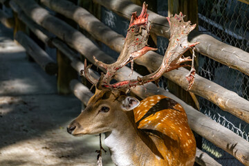 European fallow deer shedding velvet from antlers, natural growth process of deer antlers, visible bloody tissue remnants during seasonal velvet shedding.