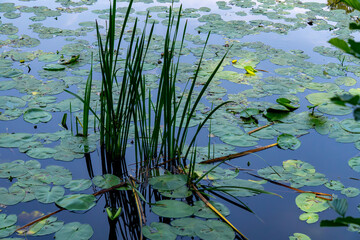 Pond surface with water lilies and tall reeds emerging from water, peaceful natural landscape,...