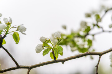 White blossoming apple trees with rain drops
