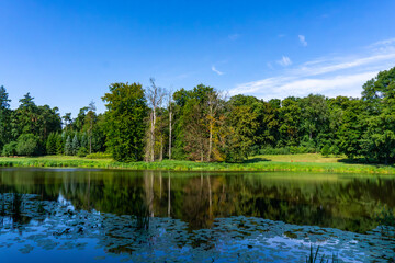 Picturesque pond surrounded by trees, calm water surface reflecting the forest, aquatic plants in the foreground, summer natural landscape with blue sky.