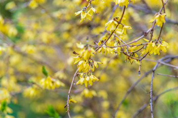 Forsythia with rain drops. Blooming forsythia bush. Yellow flower on a branch of forsythia.