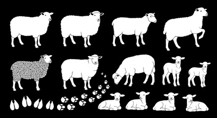 Charming collection of white sheep and lambs in various poses on black background