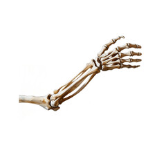 Skeleton Hand Isolated PNG
