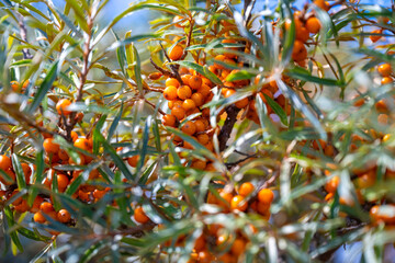 Sea-buckthorn (Hippophae rhamnoides) a flowering plant in the family Elaeagnaceae. Branches with colorful bright orange berry fruits. Sour but tasty ingredient for juice, marmalade or healthcare.