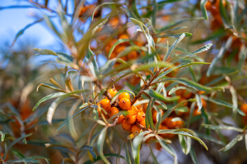 Sea-buckthorn (Hippophae rhamnoides) a flowering plant in the family Elaeagnaceae. Branches with colorful bright orange berry fruits. Sour but tasty ingredient for juice, marmalade or healthcare.
