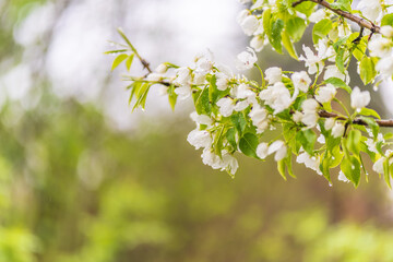 White blossoming apple trees with rain drops