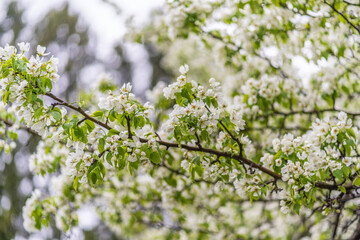 Obraz premium White blossoming apple trees with rain drops
