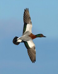Obraz premium Duck in flight, clear sky, daytime