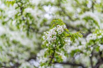 White blossoming apple trees with rain drops