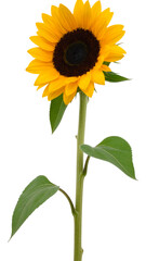 Fototapeta premium Vibrant Sunflower Blooming with Bright Yellow Petals and Green Leaves