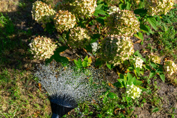 Watering hydrangea paniculata in the garden with a watering can, faded flower heads visible,...