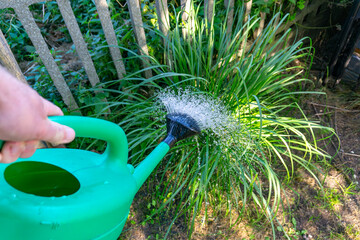 Watering ornamental garden grass with a watering can, green leaves near a fence, plant care and...