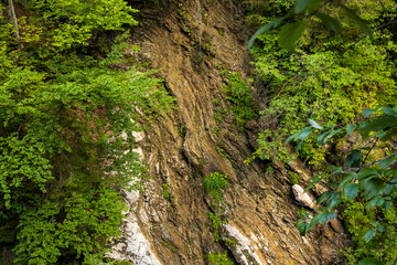 wet brown rock formation among fresh lush green forest. natural frame of tree branches above the rocky wall. rock texture