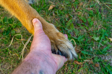 Human hand holding a dog’s paw on grass background, symbol of friendship, trust, and strong bond between people and animals