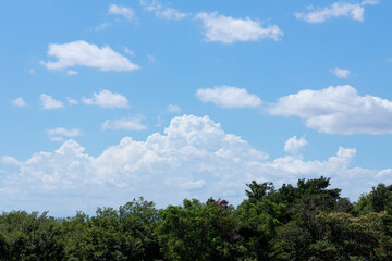 木々と遠くの大きな入道雲