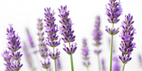 Lavender flowers isolated on white with soft natural light and macro photorealistic details