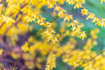 Forsythia with rain drops. Blooming forsythia bush. Yellow flower on a branch of forsythia.