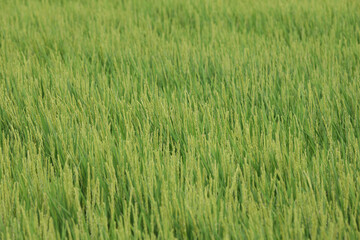 米が実ってきた夏の稲