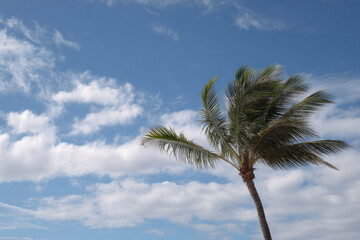 stunning tropical palm tree is captured from low angle against beautiful sky filled with clouds