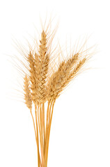 Golden wheat ears isolated on white background
