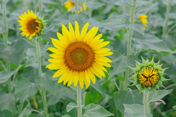 咲きかけと満開とつぼみのヒマワリの花