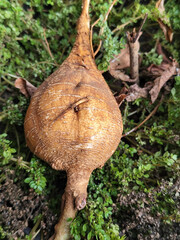 Freshly harvested jicama, showing off the texture of the fibrous skin on the fertile, mossy soil.