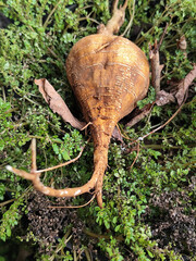 Freshly harvested jicama, showing off the texture of the fibrous skin on the fertile, mossy soil.