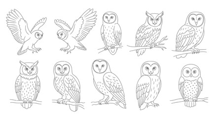 Charming collection of diverse owl illustrations, perfect for educational and creative projects