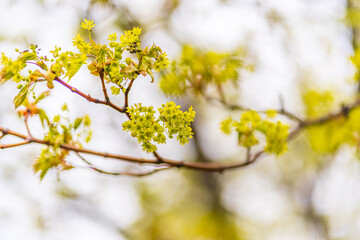 Blooming Norway Maple, Acer platanoides, in beautiful light