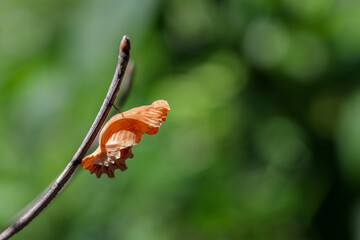 ジャコウアゲハの蛹