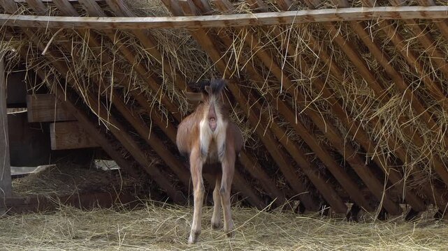 A young female goat standing with its back eating from a traditional wooden hay rack.