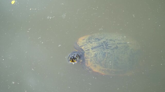 Close-up of a European pond turtle floating on the water surface and looking around.