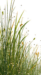 Obraz premium Green Grass Blades Texture Close Up Nature Background