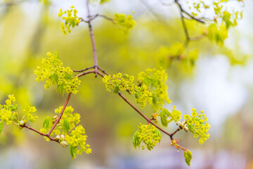Blooming Norway Maple, Acer platanoides, in beautiful light