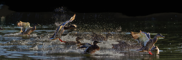 mallard ducks in a pond in the morning light