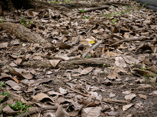 Tree base with exposed roots and fallen dry leaves on forest ground.