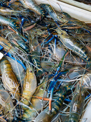 Fresh River Shrimp Display on Market Stall at Local Marketplace.
