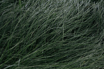 green wet grass background