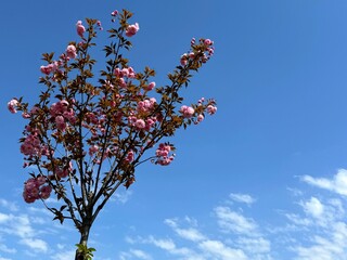Cherry tree in spring bloom.