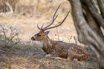 A magnificent male spotted deer is seen resting on a sun-dappled grassy bank. Its majestic antlers are prominently displayed, and its brown coat with distinct white spots.