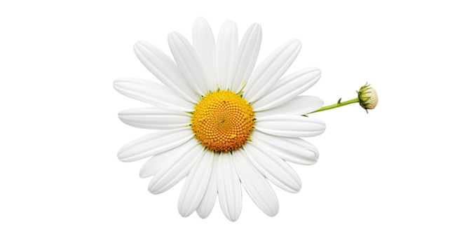 Minimal Daisy Flower Outline Line Art Simple Floral Drawing PNG on White Background - Powered by Adobe