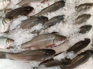 Many large tilapia on ice