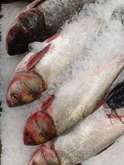 Several sea bass on ice