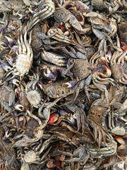 Mixed size crabs in a tray